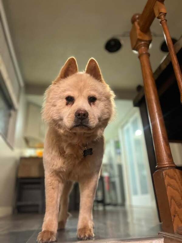 Picture of the Animal Listed